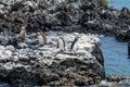 Penguins roost on the coast.Ecuado